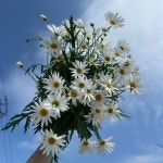 마가렛   농장직송 졸업 생일 축하 장미꽃 꽃선물 장미 스승의날 어버이날 기념일 : 송현장미