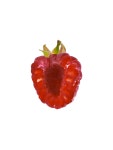 [당도선별] 프리미엄 생 산딸기 생과 1kg (무농약) : 프레델 fredel