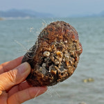 당일채취 통영 제철 자연산 돌멍게 활멍게 1kg : 수산어보