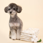 반려세상 고급형 강아지 기저귀 50매 수컷 중형 암컷 생리대 팬티형 애견 여아 남아 : 반려세상