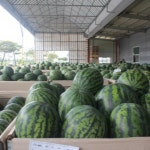 고당도 하우스 수박 무등산수박 흑수박 애플수박 씨없는 : 농부한상