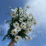 마가렛   농장직송 졸업 생일 축하 장미꽃 꽃선물 장미 스승의날 어버이날 기념일 : 송현장미