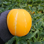 성주 가정용 참외 혼합과 1kg / 고당도 : 대한과일협동조합