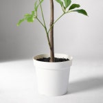 [웨스트엘름]포티드 트리 60(그린) : 웨스트엘름