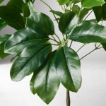 [웨스트엘름]포티드 트리 60(그린) : 웨스트엘름