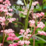 도깨비부채 초콜렛윙스 [1개 복남이네야생화 모종 수레부채 로저시아 rodgersia] : 복남이네야생화