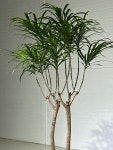 드라세나 자바 : deep garden