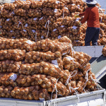 26년 첫 수확 국내산 햇양파 단단한 양파 3kg 5kg 10kg : 바잘농산물