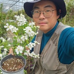 가침박달나무 2년생 개화주 특묘 : 한뿌리묘목농원