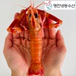 2023년 선동 딱새우 3-6월 시즌판매 1kg 왕 20미, 특대 28미, 대 40미 : 명천냉동수산
