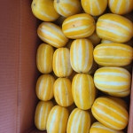 제철과일 성주참외 고당도 산지직송 농장 직판장 가정용 선물용 : 가원컴퍼니1