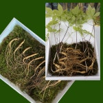 면역력 원기 충전 산삼 장뇌삼 강원도산양삼 농장 산지 직송 5년근 6년근 대 중 10뿌리 : 삼순이의 산양산삼이야기