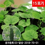 방풍 모종 여주 종묘 방풍 종자 : 와글농장