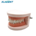 XLLEDENT 1pcs 저렴한 표준 치과 모델 학생 실습 의사 환자 통신을위한 교육 : 샤메디컬