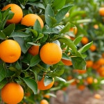 ☆가정의달 선물☆ 프리미엄 블랙라벨 오렌지 선키스트 퓨어스펙 엠파크 고당도 오렌지 : 후후소녀 마켓