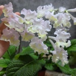 냐옹이네 꽃집 스트렙토카르푸스 캣츠 나비 시리즈 (노란 나비 2) : 냐옹이네꽃집