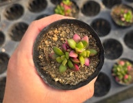 랜덤 취설송 : 삼현이네