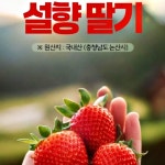 딸기제철 논산 딸기 설향 kg 고당도 특 : lovenluv 러브앤루브