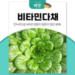 세경팜 비타민다채 씨앗 4000립 쌈채소 베란다 텃밭 : 세경팜