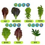 [파머스몰] 모듬 쌈채소 600g, 1kg, 유러피안 샐러드 로메인 쌈케일 : 파머스몰