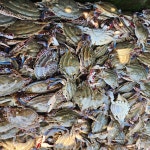 제철 서해안 신진도 냉동 꽃게 1kg : 통영푸드팡팡