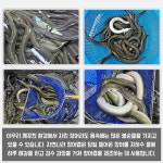 자연나라 국산 민물 장어즙 진액 100ml 30포 : 자연나라다슬기