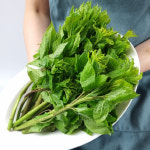 강원 정선 싱싱 연한 생 오가피순 나물 가시오가피 500g 1kg 장아찌 고랭지 : 장군농수산
