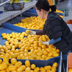 성주 참외 10kg 5kg 3kg  특품 상주 한박스 농장 직거래 : 씨부터달다 농장