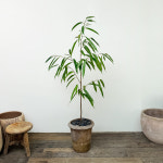 알리고무나무 토분세트 120cm(동일식물, 서울전지역/경기일부지역배송) : 헬로우파머씨