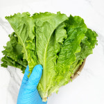 신선당마켓 국내산 청상추순 솎음 청쫑상추 무침 겉절이용 1kg, 1개 : 신선당마켓