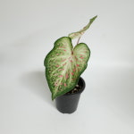 칼라디움 진저랜드 (동일상품배송) : leafresh