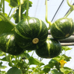 채소다움 25년 햇수확 국내산 미니 단호박 밤호박 2kg, 1개 : 채소 다움
