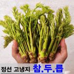 강원 정선 엄나무순 참두릅 곤드레나물 곰취나물 명이나물 오가피순 어수리 눈개승마 취나물 : 장군농수산