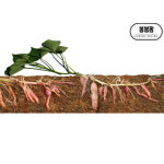 [농장직송] 해남 황토먹고 자란 자색 고구마 모종 고구마순 종순 10kg, 1개 : 리치 그랜마