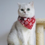 PRANOVO 고양이 앞다리 보호대용 교정기 무릎보호대 강아지보행기 보행 스프링 어깨끈 붉은 바탕에 흰 고양이 M 미디엄 : 하이셀로
