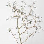 감성가득 식물 화분 미니 마오리 소포라 : 청안겸재