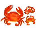 해산물 간판 식당 횟집 야외 꽃게모형 매장 맞춤 10개 발광 큰게20x17CM 본떠 왕돼지 한 마리 돼지는 그물주머니라고 함 : 찐템 하우스