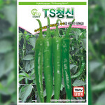고추씨앗종자 TS청신 100립 : 코코주말농장