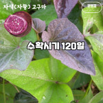 [농장직송] 해남 황토먹고 자란 자색 고구마 모종 고구마순 종순 10kg, 1개 : 리치 그랜마