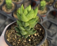 랜덤 용발톱 : 삼현이네