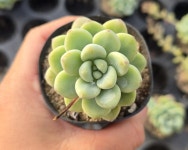 랜덤 라울 : 삼현이네