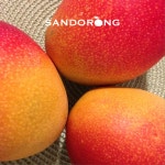 산도롱농장 제주 애플망고 2kg 3kg 1kg 국내산 서귀포 명품 과일 가정용 : 제주산도롱농원
