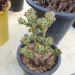 구미리 랜덤발송 Echeveria spectabilis Kumenosato 다육 다육이 다육식물 반려식물 국민다육 아프리카식물 679 : 수암다육농장