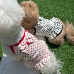 강아지수영복 땡땡이 리본 프릴 래쉬가드 XS : 멍멍이셋