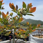 국가대표농장 블루베리 농부의 당일수확 생블루베리 : 블루베리1번지