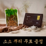 산양산삼 산양삼 장뇌삼 자연 명절선물세트 봉의산 제일 5년근 9뿌리+3뿌리 : 제일산삼