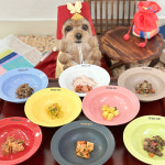 [시크릿링크] 50개 한정 강아지 자연식 토퍼 10DAY 챌린지 12/4 마감 : 위닝푸드