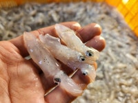 연안 생물 호래기 500g : 수산물 사장님