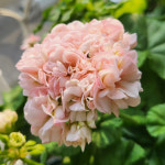 예쁜제라늄 K, 오코씨에라, 오코마니 작품, 한국제라늄 농장직송 모종 : 예쁜제라늄농장