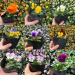 골드씨드 비올라 모종 꽃모종 팬지모종 10+2 상품 4치포트 전원주택조경 카페꾸미기 : 골드씨드